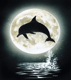 1351 Dolphin Moon